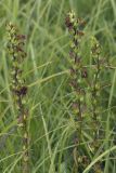 Pedicularis nasuta