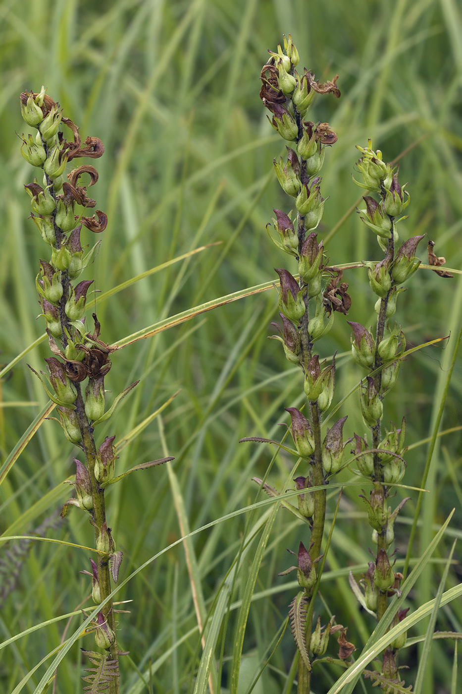 Image of Pedicularis nasuta specimen.