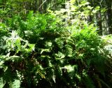 Polypodium sibiricum