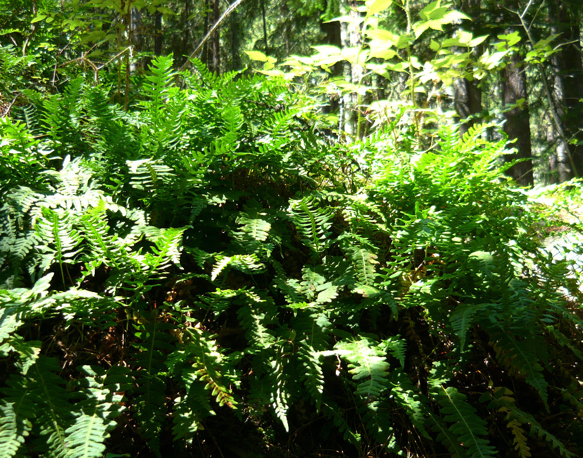 Изображение особи Polypodium sibiricum.