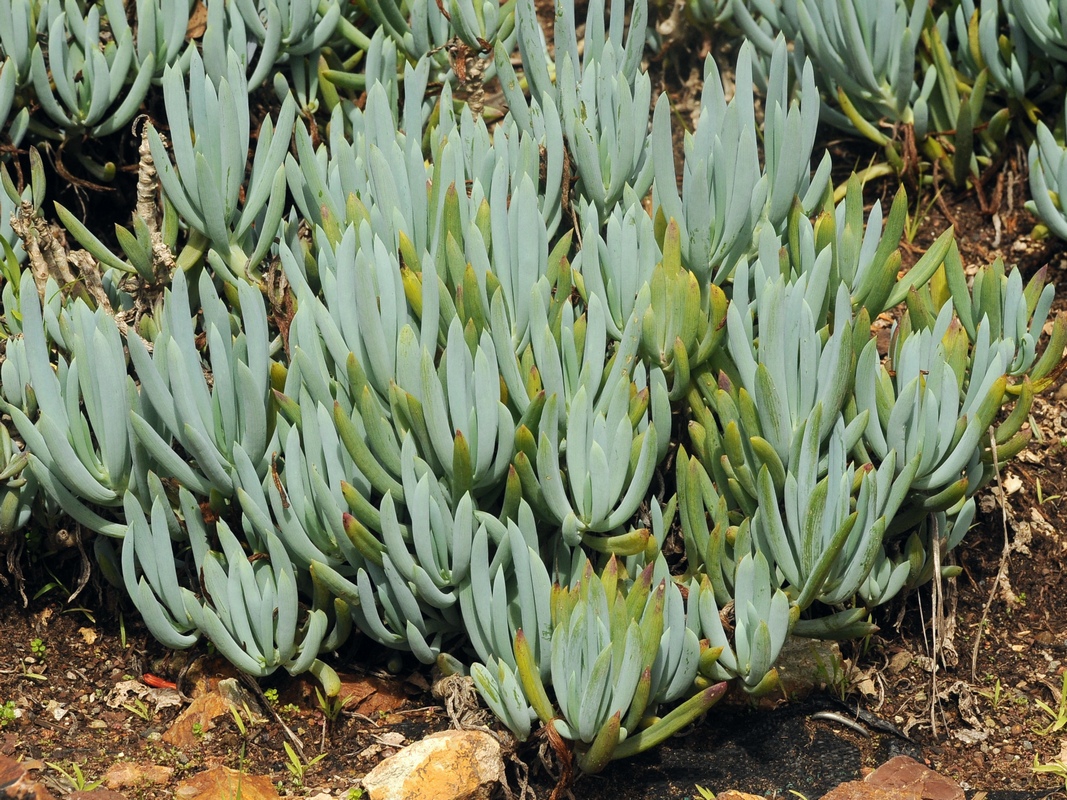 Image of Curio talinoides var. mandraliscae specimen.