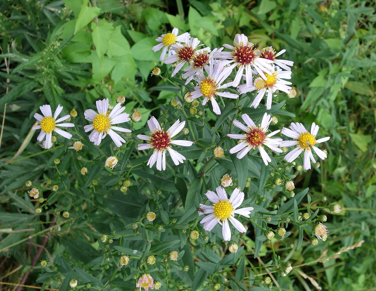 Изображение особи Symphyotrichum novi-belgii.