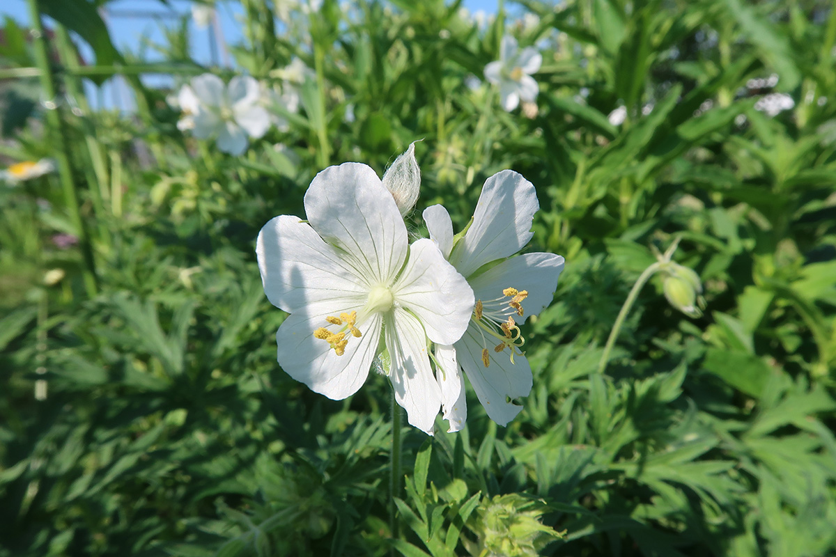 Изображение особи Geranium pratense.