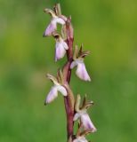 Anacamptis collina