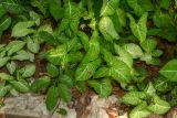 Syngonium podophyllum