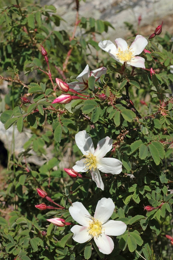 Image of Rosa alberti specimen.