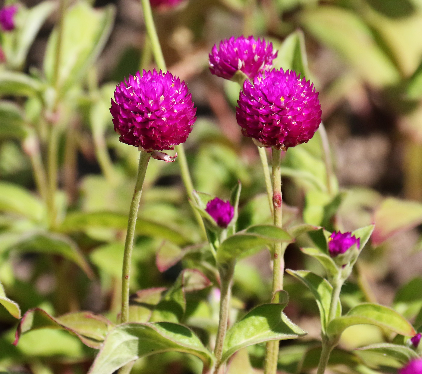 Image of Gomphrena globosa specimen.