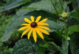 Rudbeckia fulgida. Верхушка побега с соцветием. Москва, парк \"Царицыно\", в культуре. 22.08.2019.