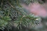 Abies lasiocarpa var. arizonica