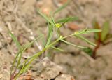 Euphorbia inderiensis