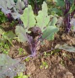 Brassica oleracea разновидность gongylodes. Вегетирующее молодое растение. Тверская обл., Весьегонский р-н, с. Чистая Дуброва, в культуре. 16 июля 2019 г.