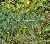 Echinops spinosissimus