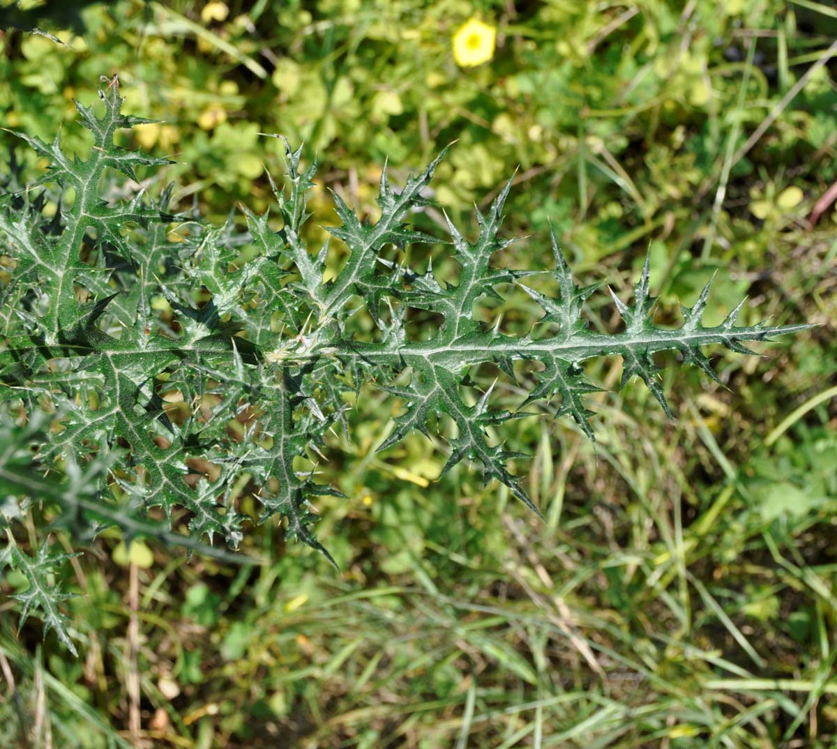Image of Echinops spinosissimus specimen.