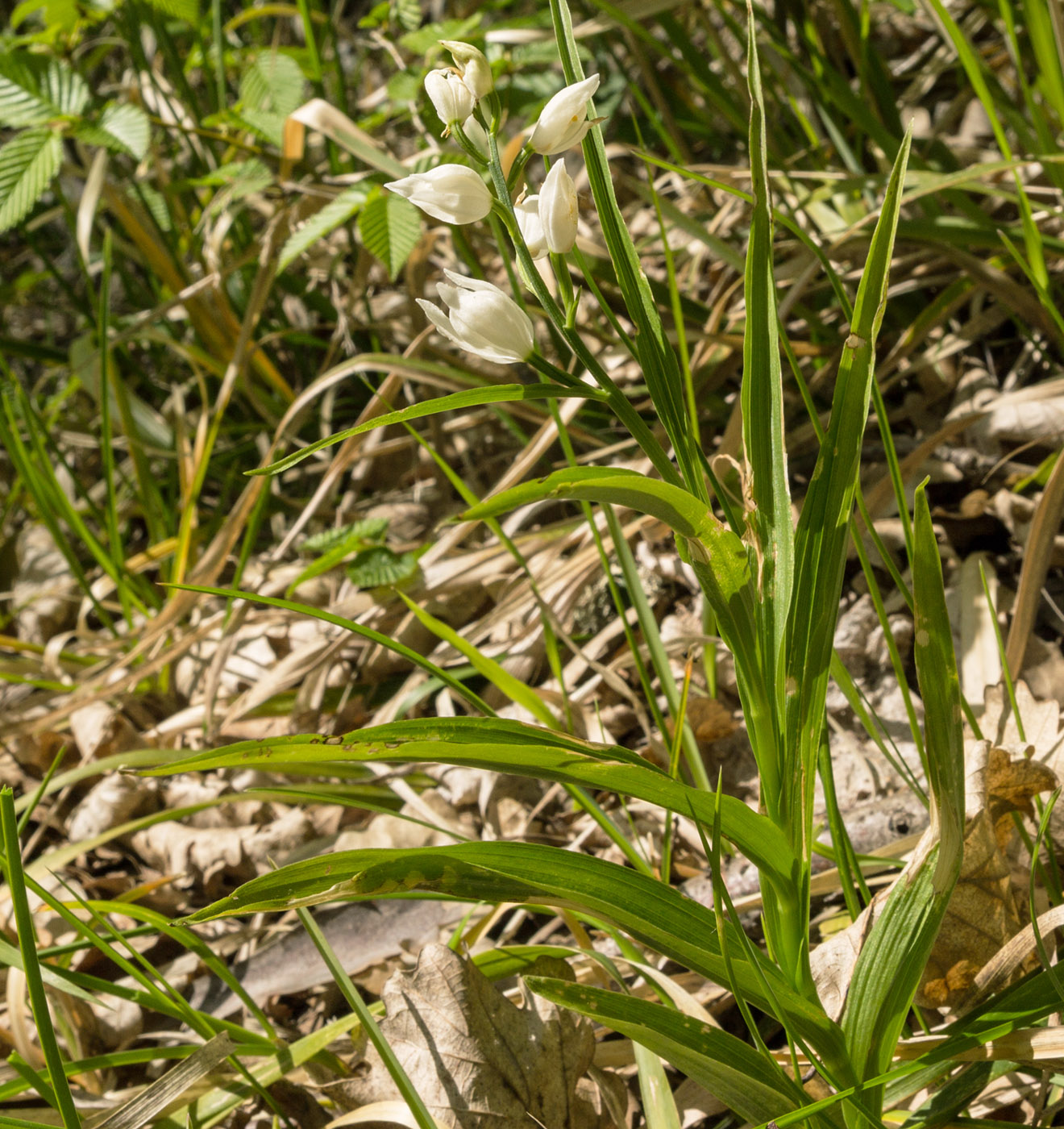 Image of Cephalanthera longifolia specimen.