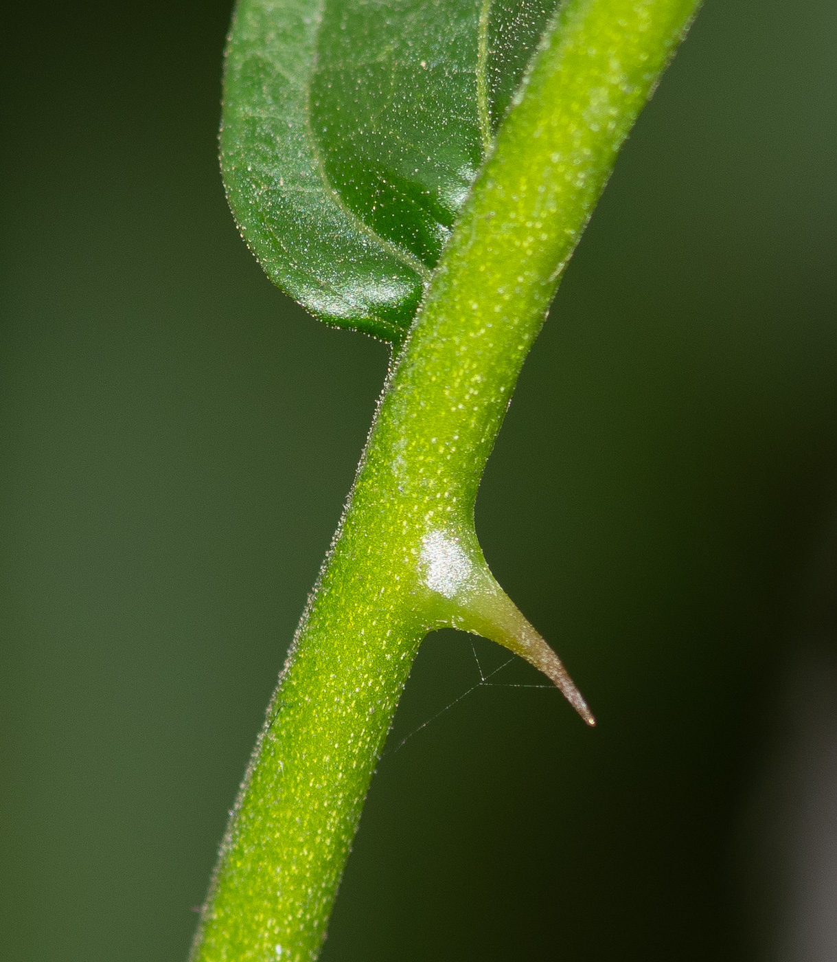 Image of Solanum caricaefolium specimen.