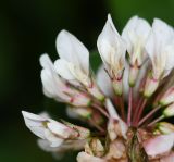 Trifolium amabile. Часть соцветия. Перу, г. Куско, территория гостиницы. 13.10.2019.