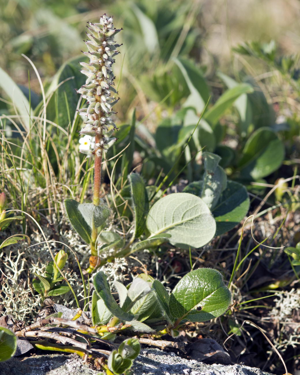 Изображение особи Salix arctica.