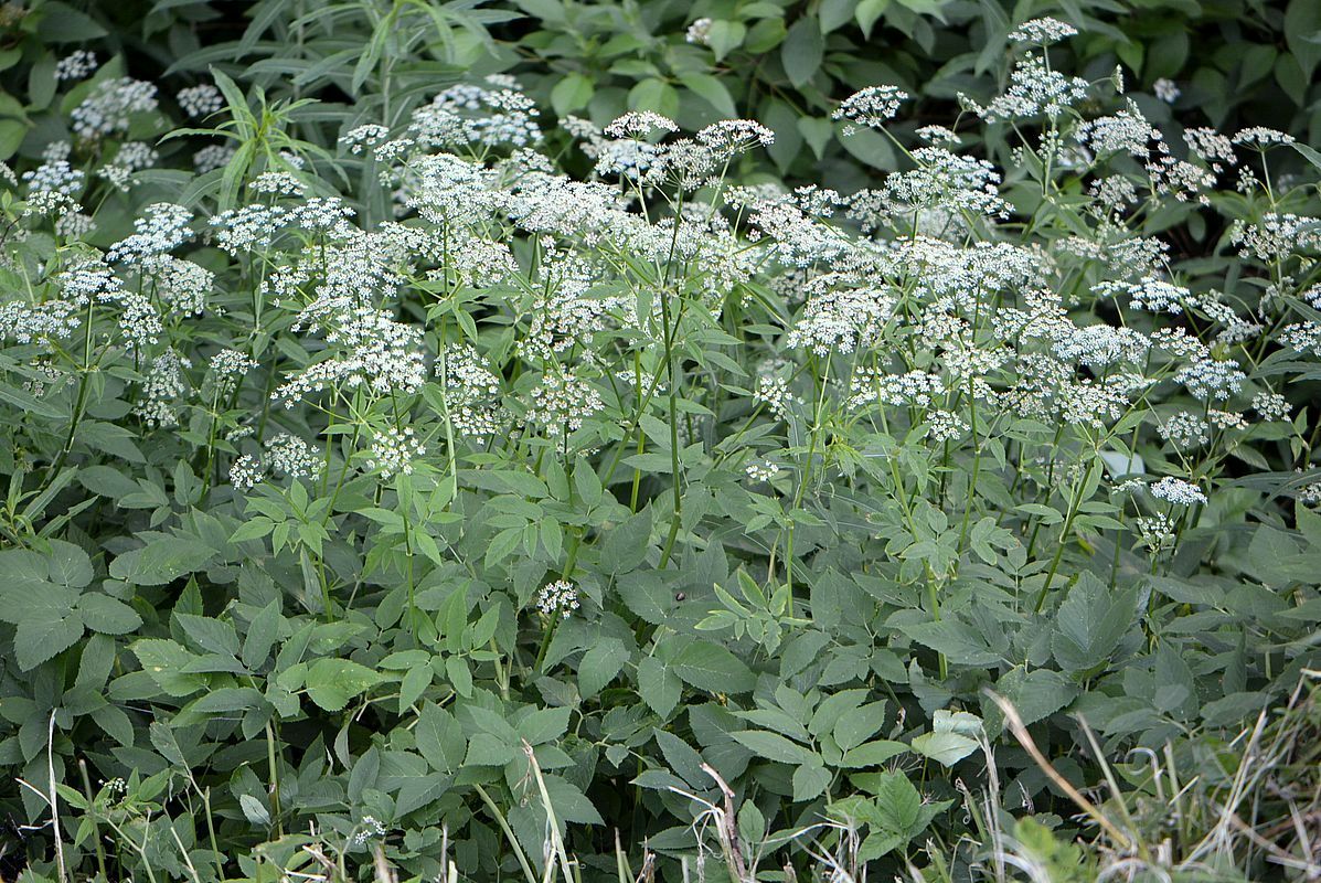 Image of Aegopodium podagraria specimen.