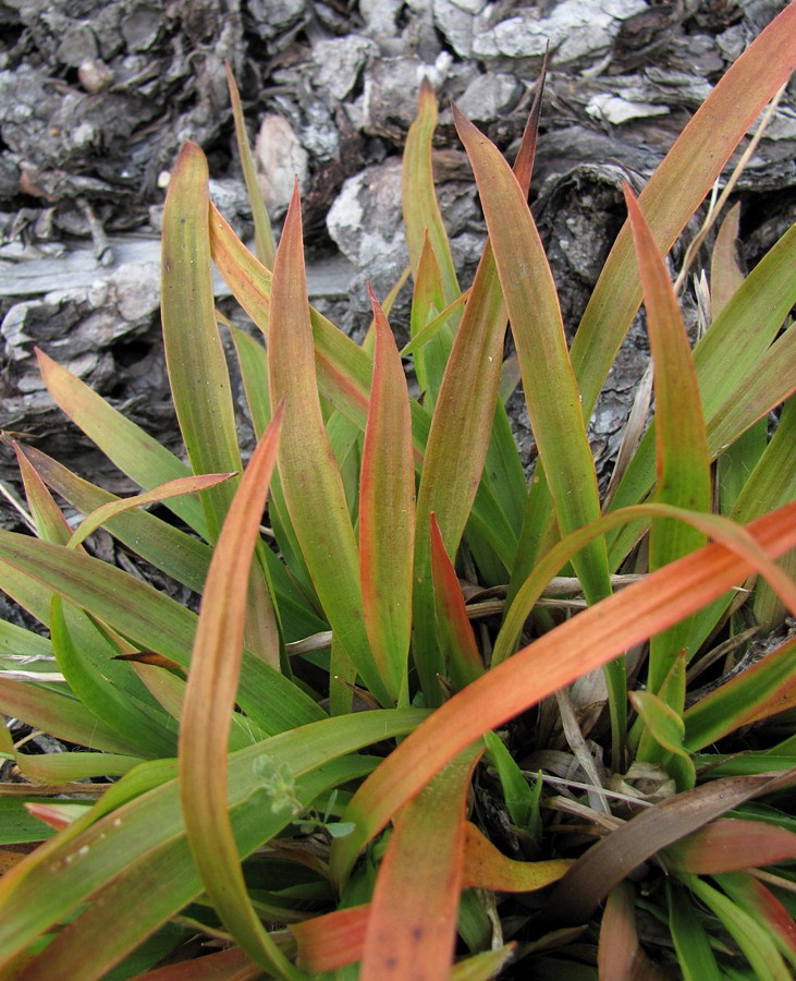 Image of Luzula pilosa specimen.