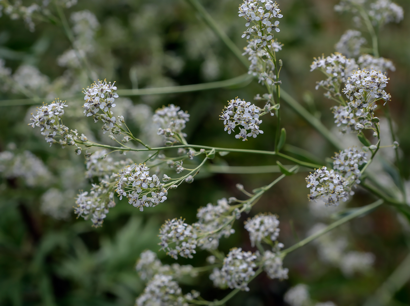 Изображение особи Lepidium latifolium.