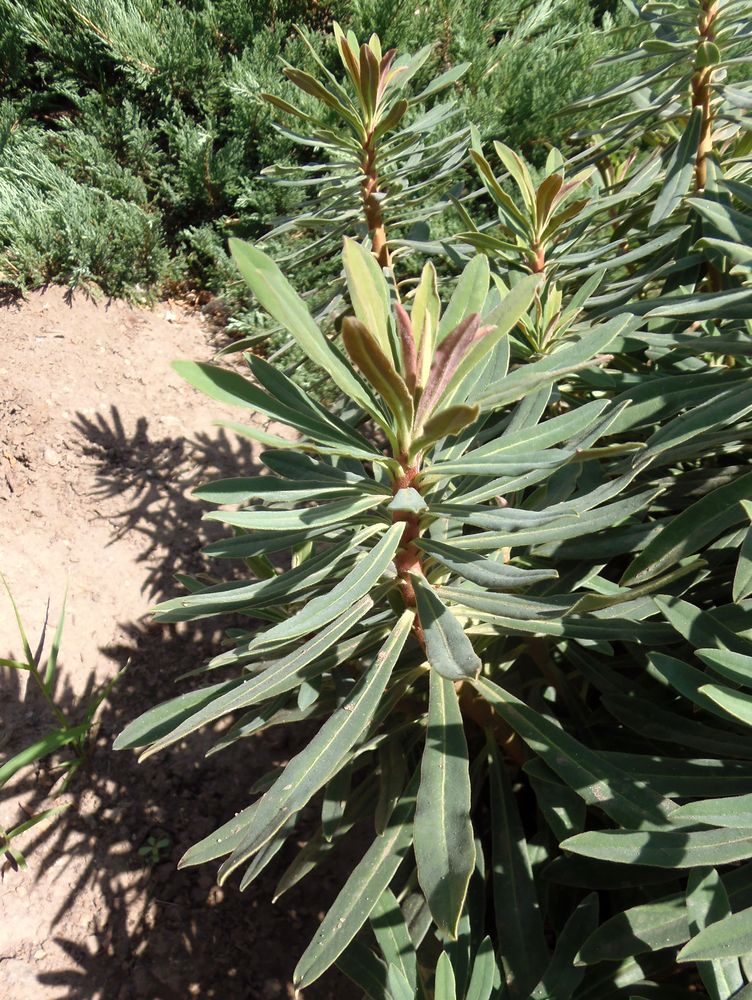 Image of genus Euphorbia specimen.