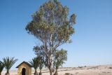 род Eucalyptus. Отцветающее и плодоносящее растение. Намибия, регион Erongo, 4 км восточнее г. Свакопмунд, гостевая ферма, пустыня Намиб. 03.03.2020.
