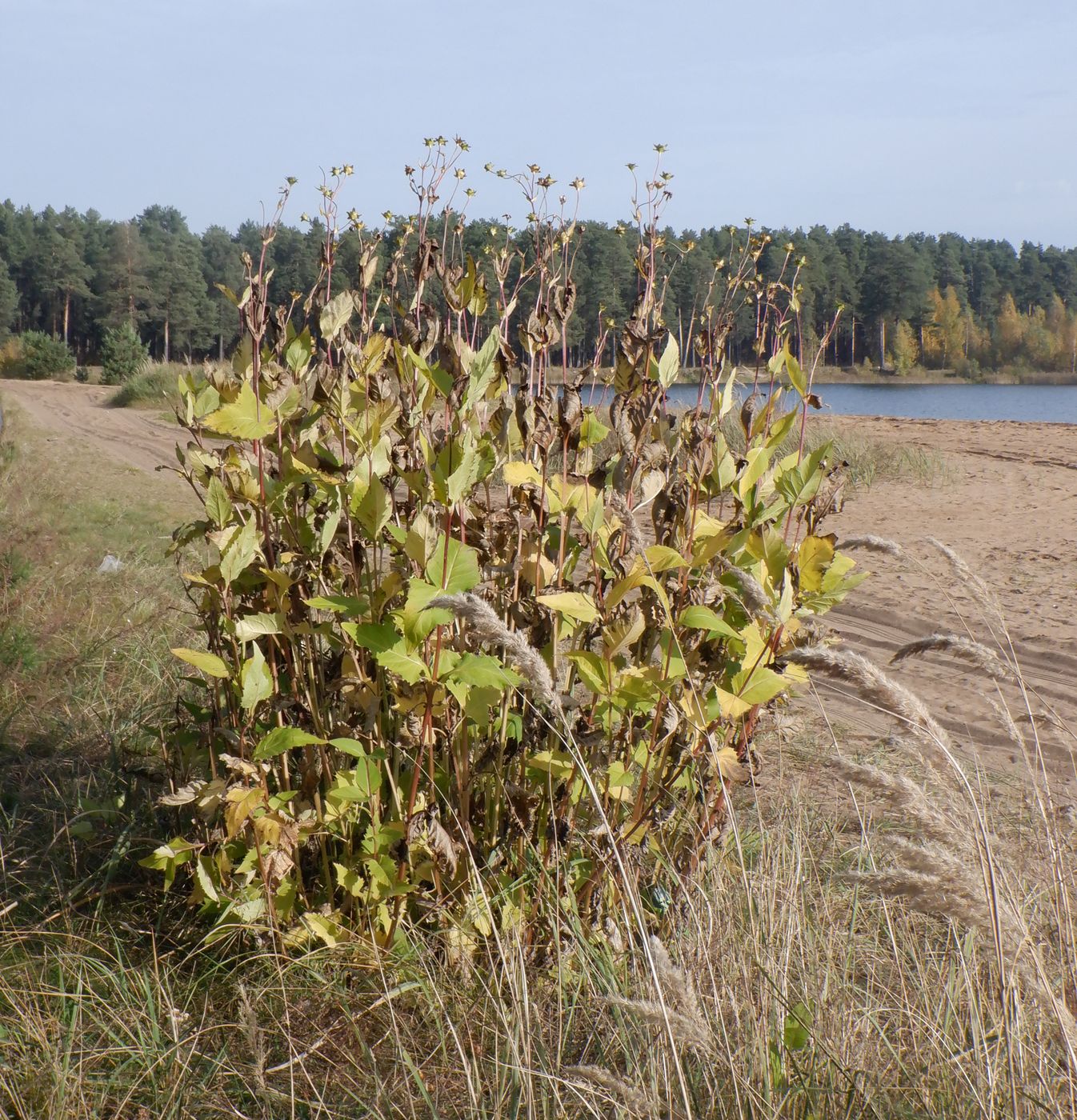 Изображение особи Silphium perfoliatum.