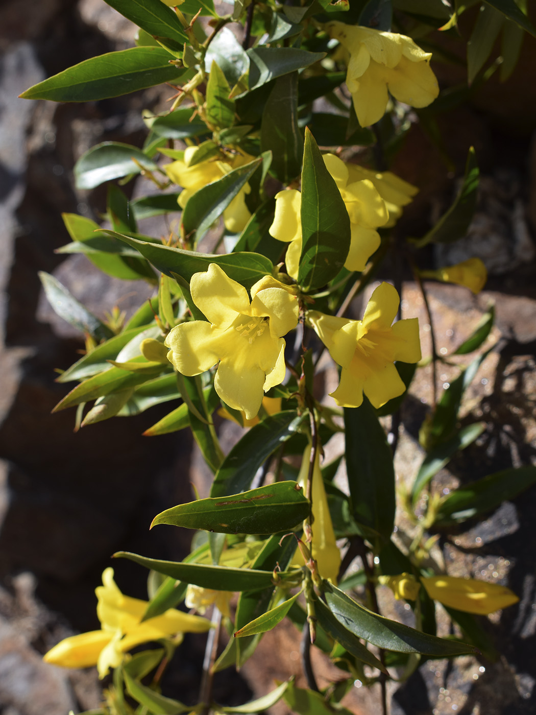 Изображение особи Gelsemium sempervirens.