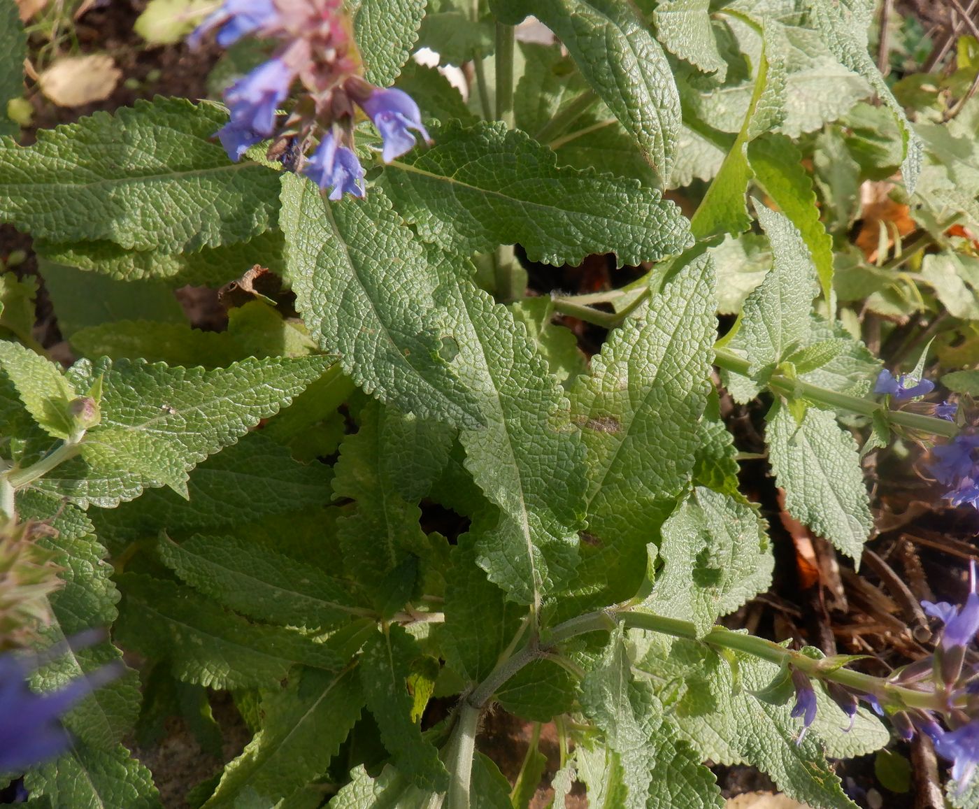 Изображение особи Salvia tesquicola.