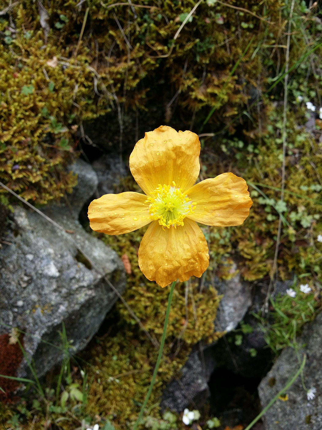 Image of Papaver croceum specimen.