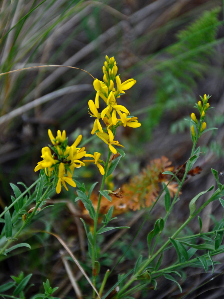 Изображение особи Genista tinctoria.