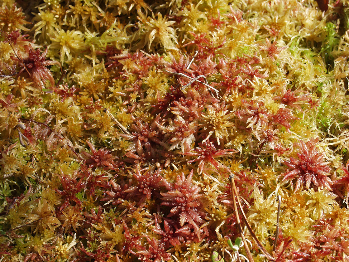 Image of genus Sphagnum specimen.