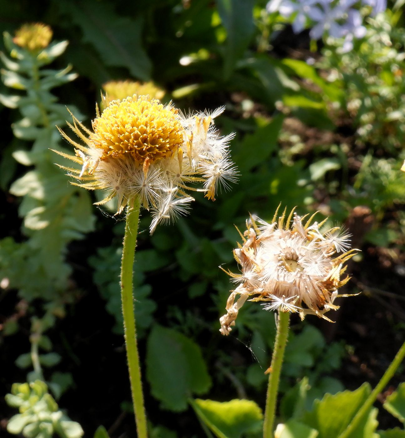 Изображение особи Doronicum carpaticum.