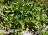 Antennaria dioica