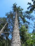 Picea abies