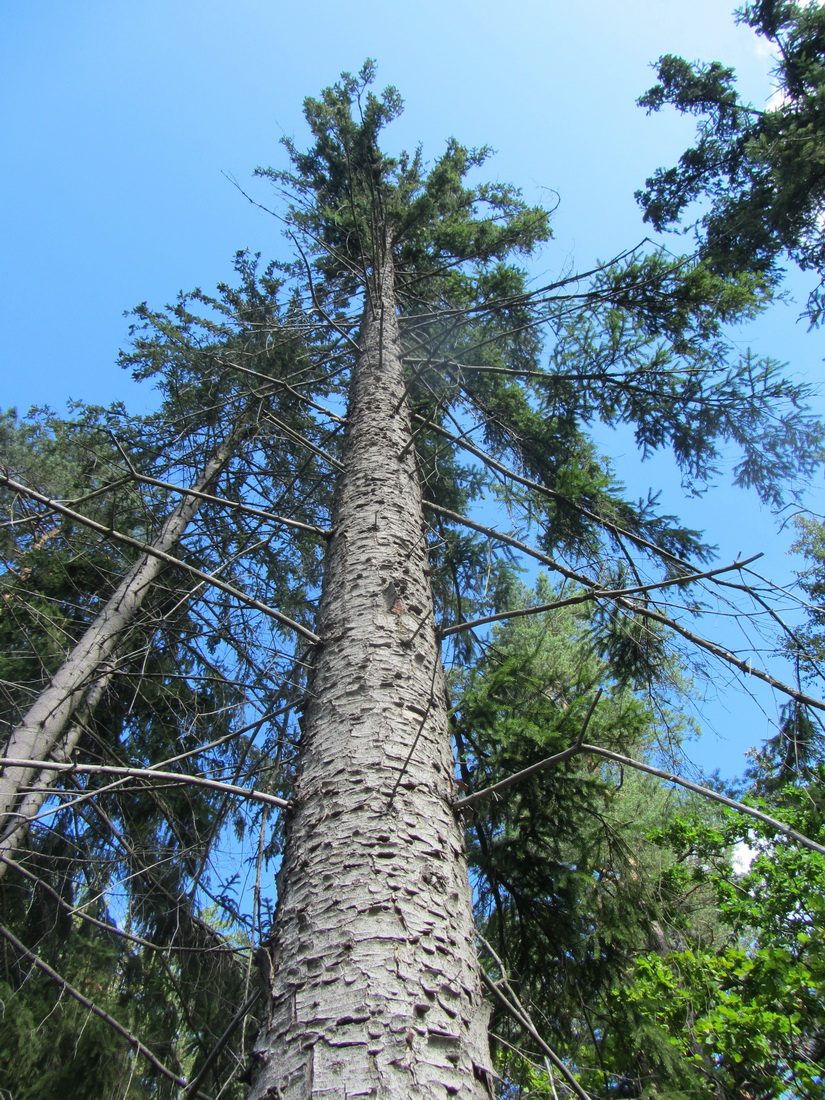 Image of Picea abies specimen.