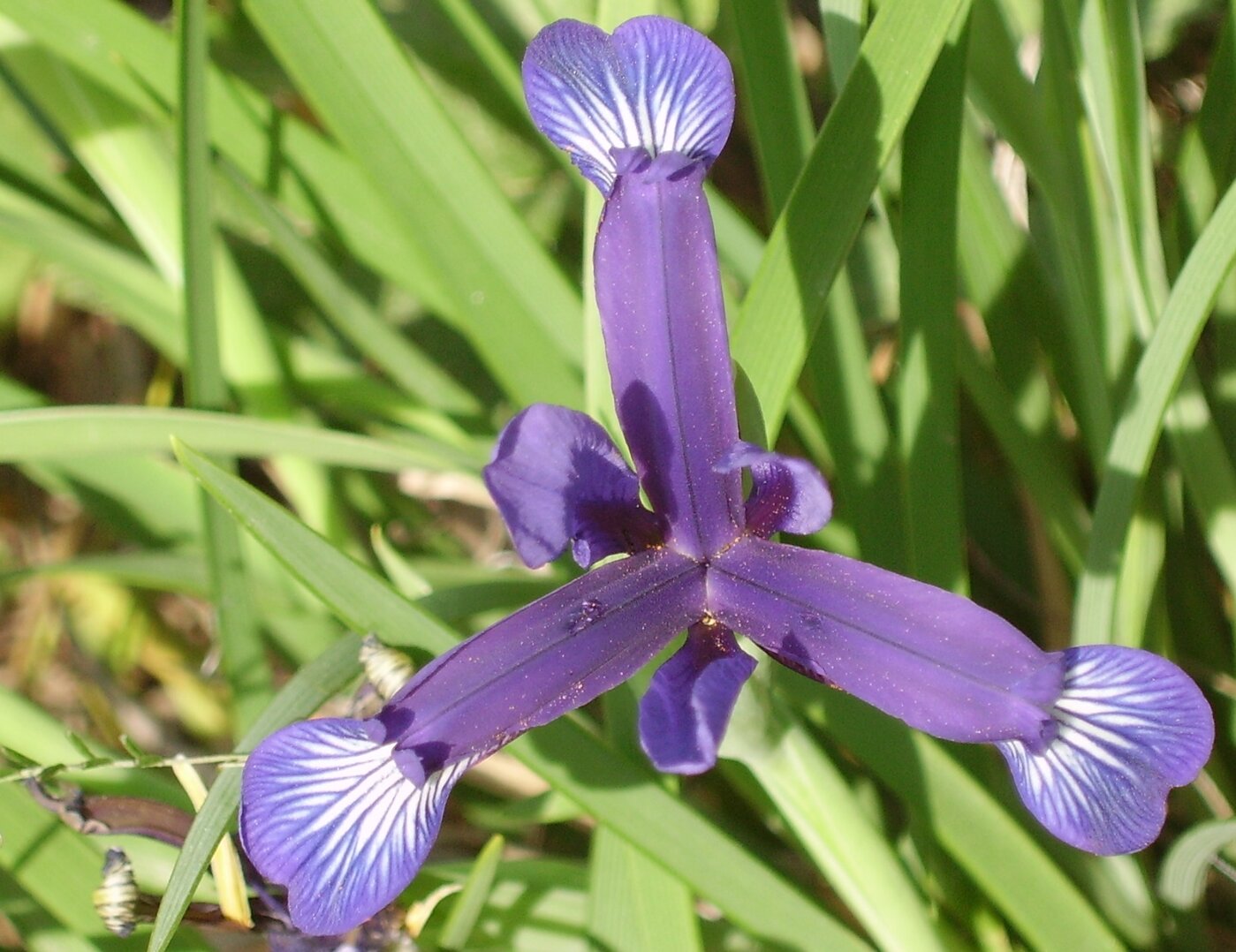 Изображение особи Iris sintenisii.