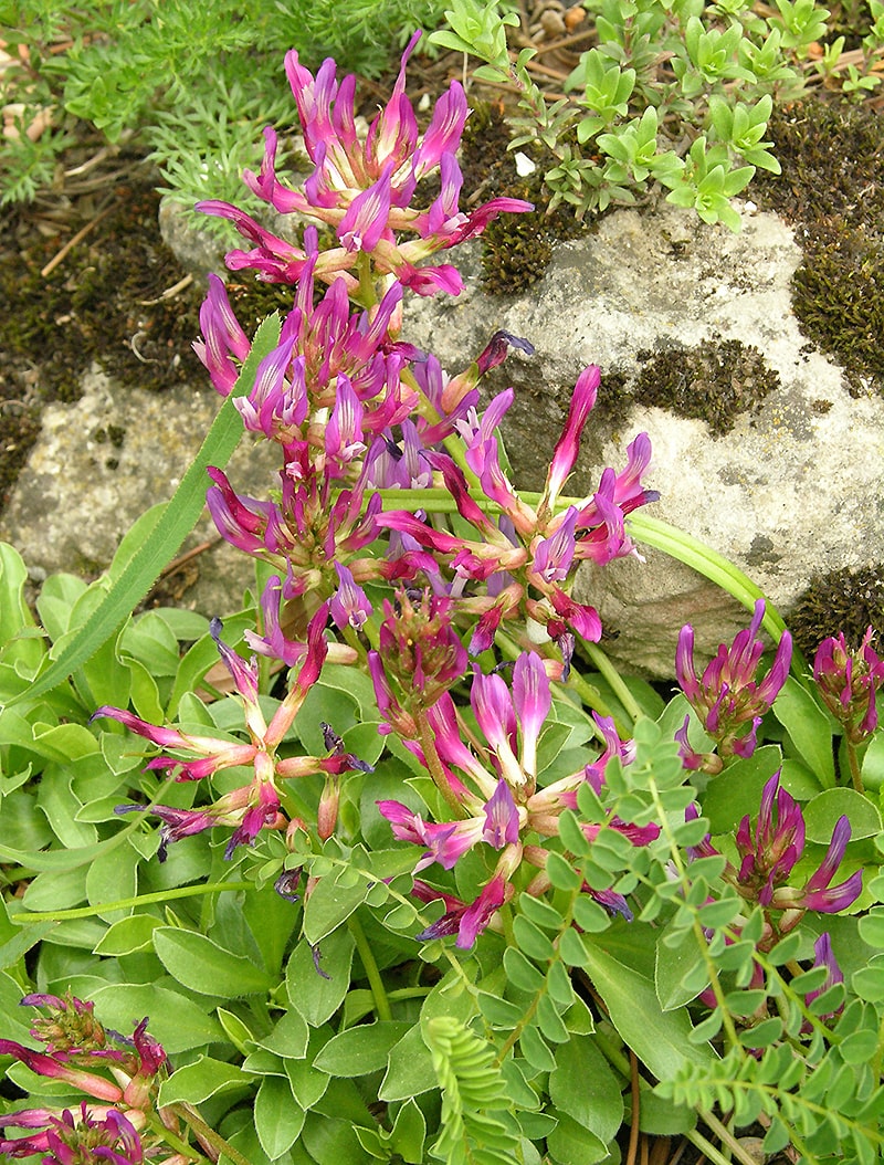 Image of Astragalus monspessulanus specimen.