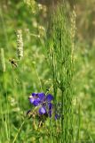 Equisetum fluviatile. Верхушка растения рядом с Geranium pratense. Тульская обл., пос. Дубна, верховье оврага, возле родникового ручейка. 23.06.2019.