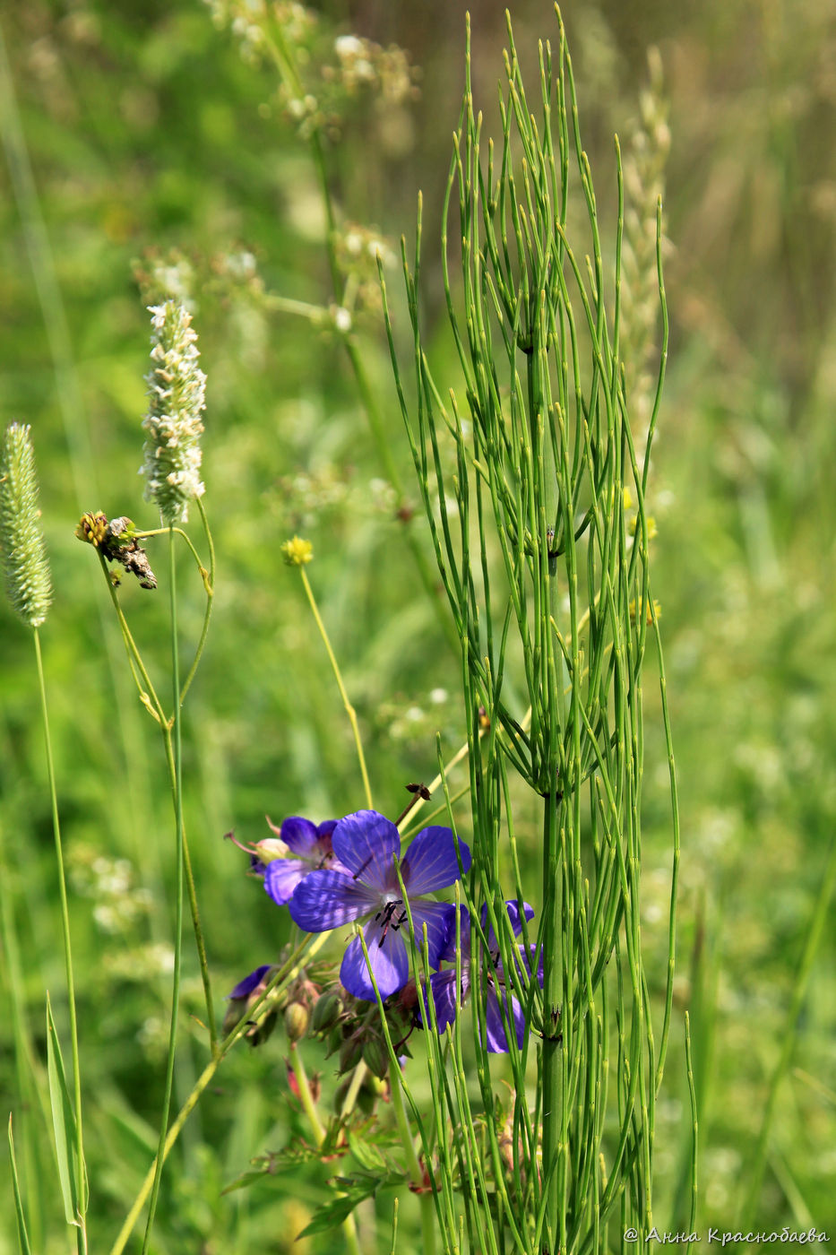 Изображение особи Equisetum fluviatile.