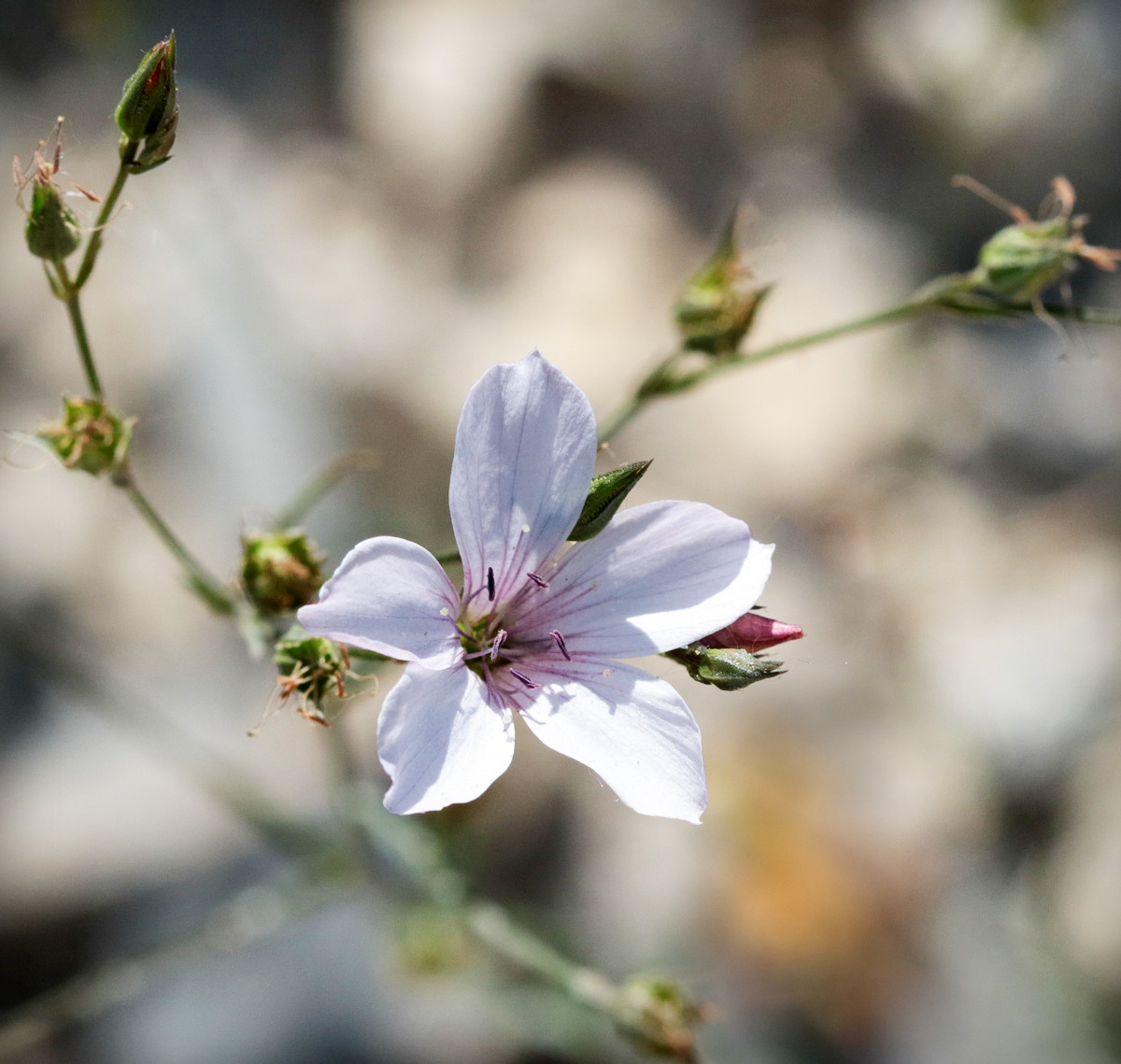 Image of Linum tenuifolium specimen.