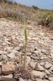 Aegilops biuncialis. Плодоносящее растение. Краснодарский край, м/о г. Новороссийск, ур. Широкая Балка, прибрежная гора, щебнистая осыпь. 08.06.2014.