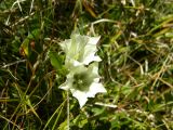 Gentiana algida
