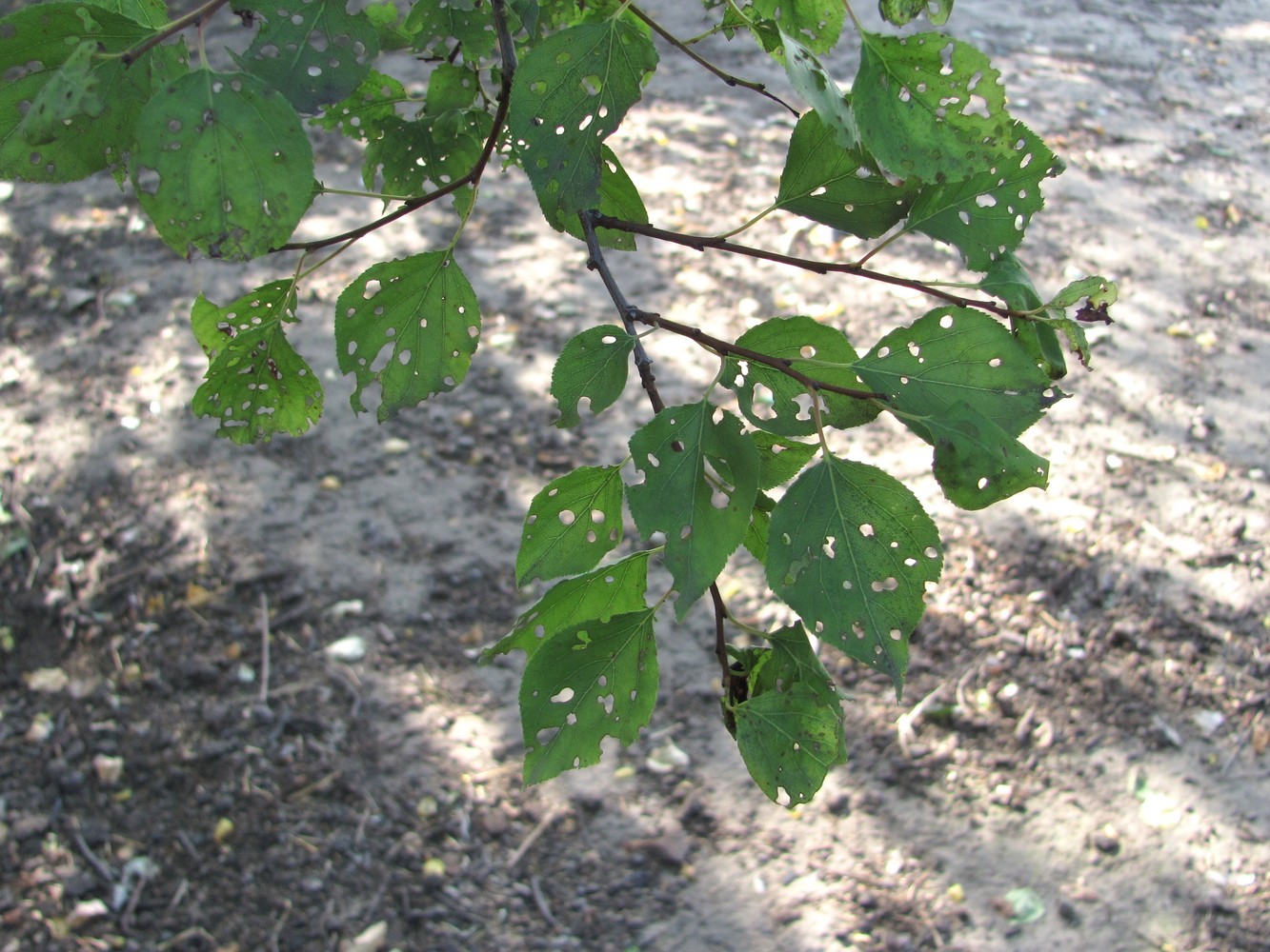 Image of Armeniaca vulgaris specimen.