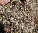 genus Thymus