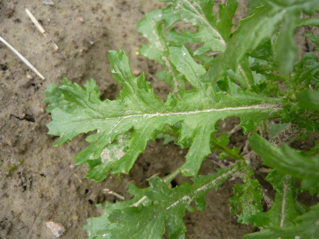 Image of Senecio vulgaris specimen.