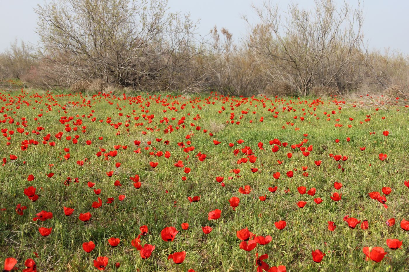 Изображение особи Papaver pavoninum.