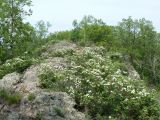 Spiraea ussuriensis. Цветущие растения. Хабаровский край, Хабаровский р-н, окр. ст. Хехцир, скала в центре сопки за станцией. 18.05.2013.
