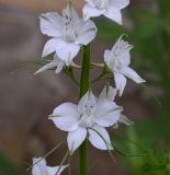 Delphinium ajacis