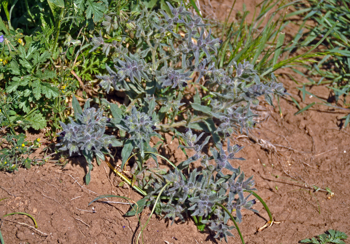 Image of Nonea rossica specimen.